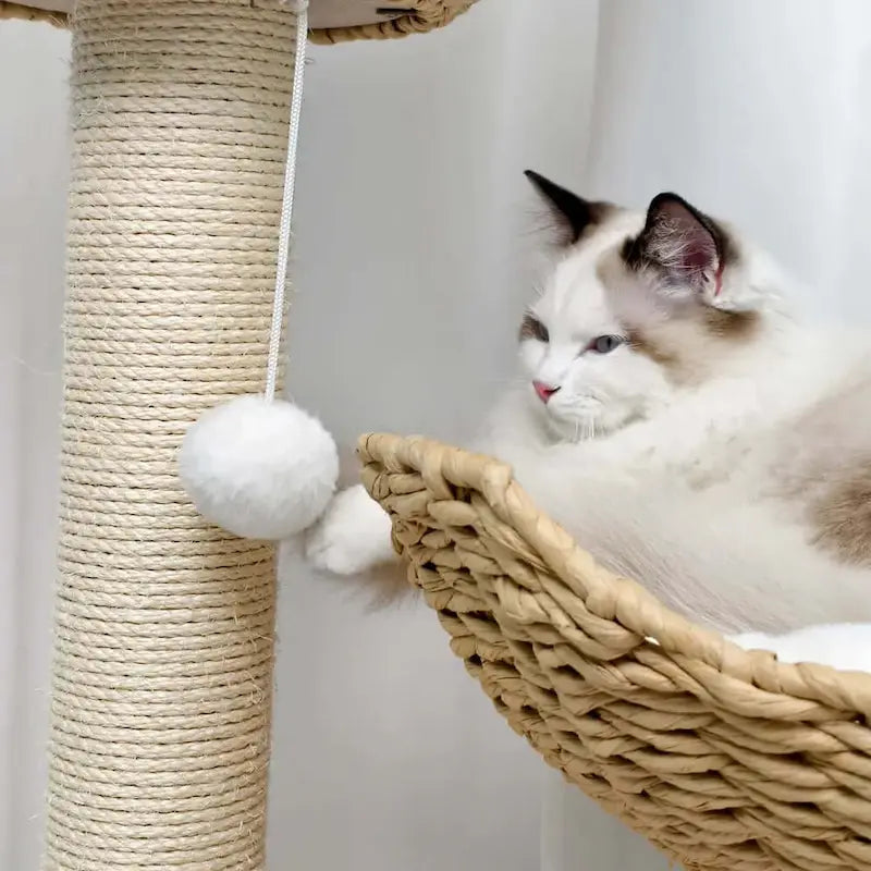 Arbre à chat design luxe