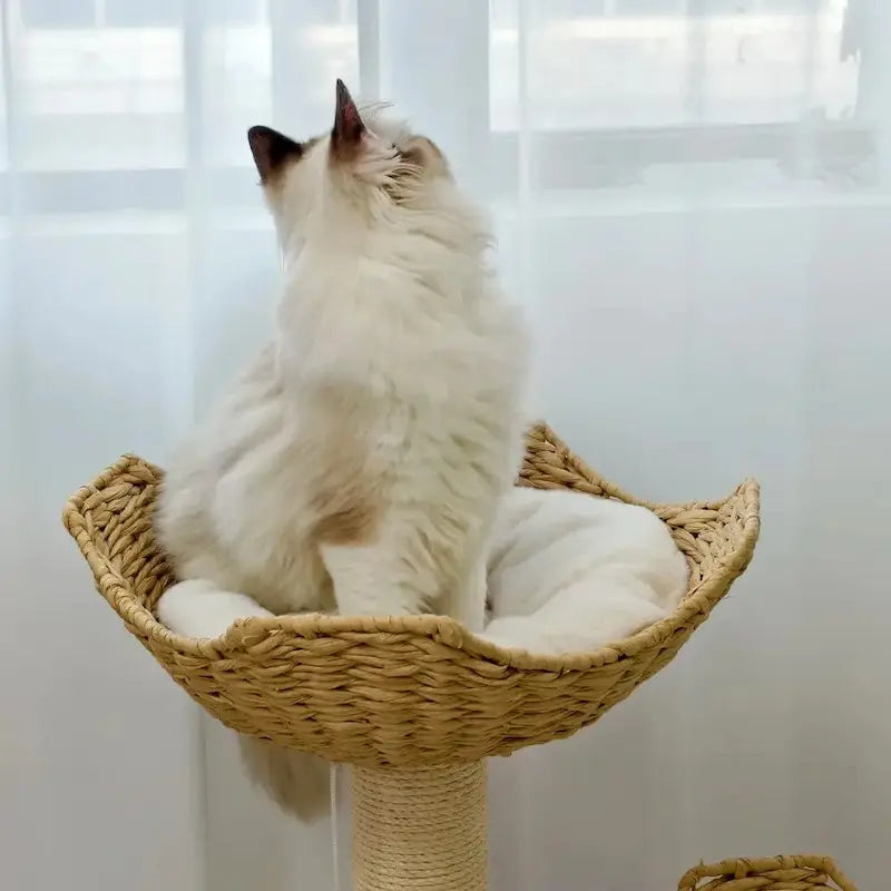 Arbre à chat design luxe