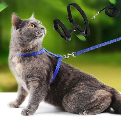 Harnais laisse chaton - Confortable en nylon doux Griffe d'Amour