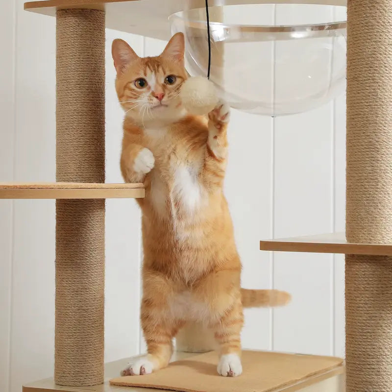 Arbre à chat intérieur bois