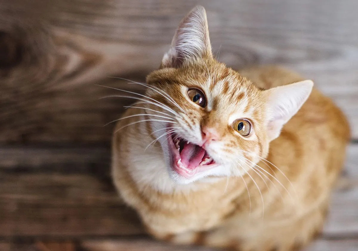 Bannière Griffe d'Amour - Produits de qualité pour votre chat, confort et bien-être