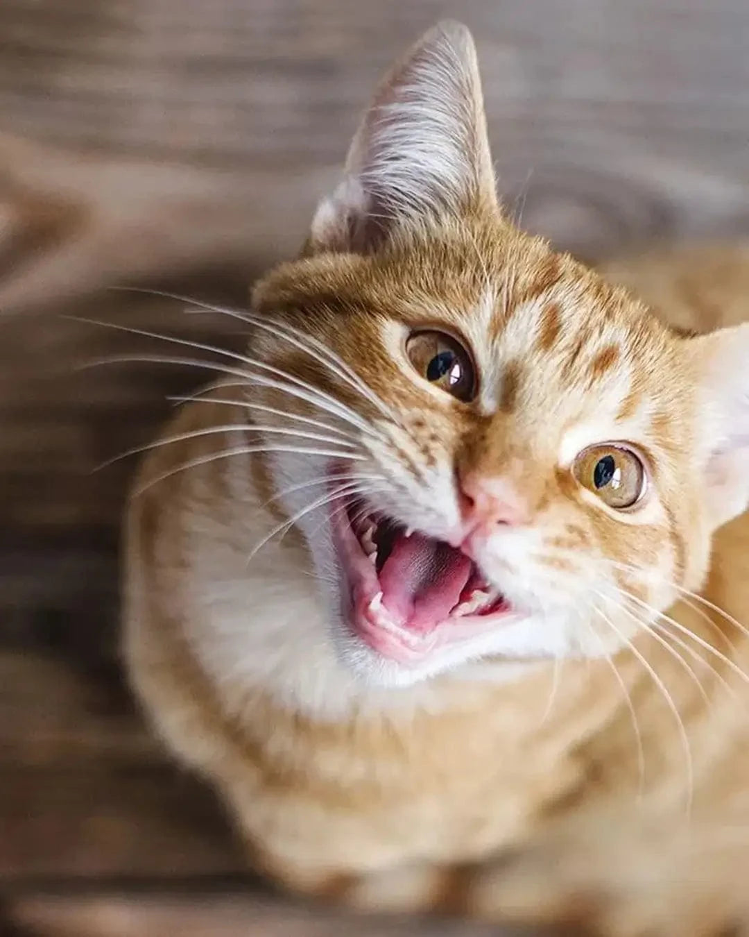Bannière mobile Griffe d'Amour - Produits de qualité pour votre chat, confort et bien-être