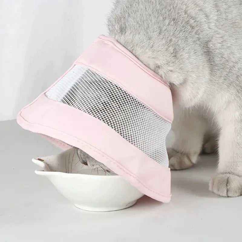 Collerette anti-rayures chat