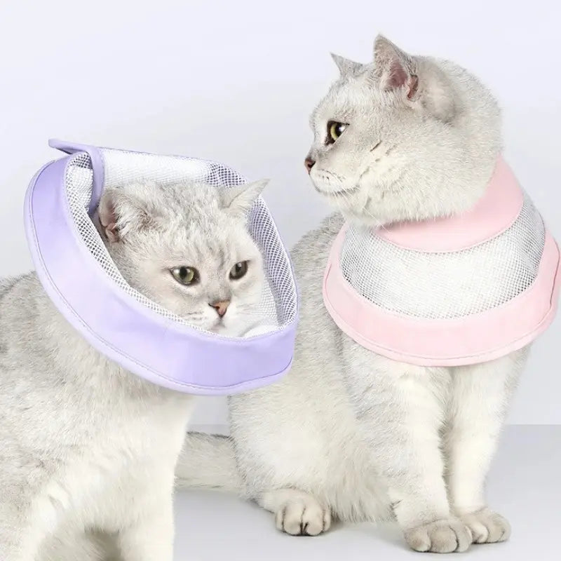 Collerette anti-rayures chat