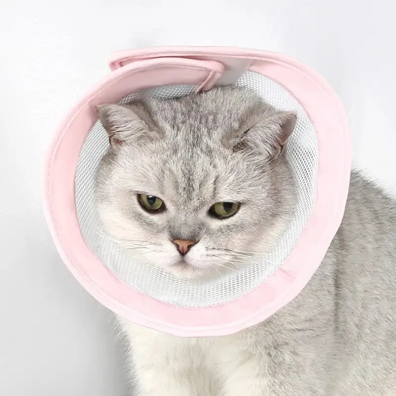 Collerette anti-rayures chat