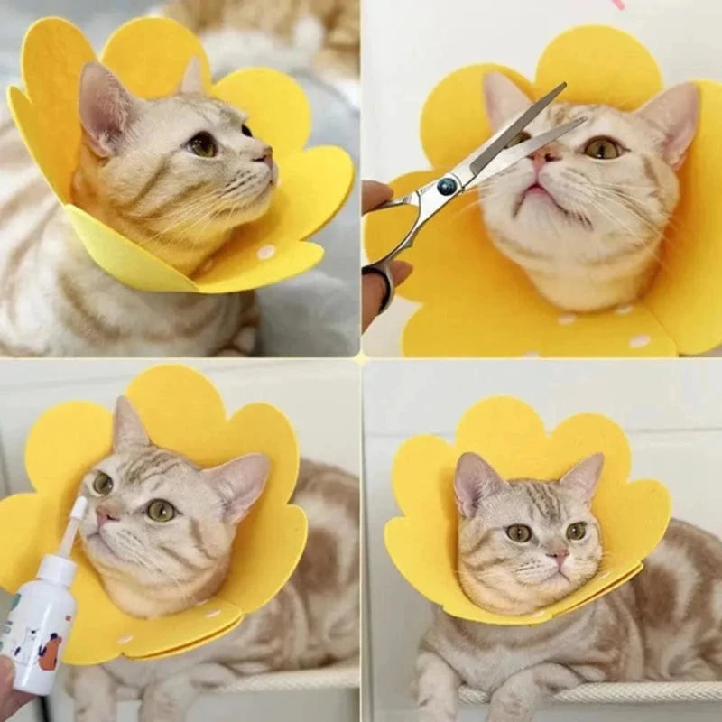 Collier Élisabéthain chat - Cicatrisation | HealCone