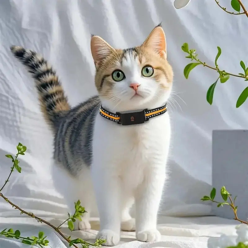 Collier GPS chat sans abonnement
