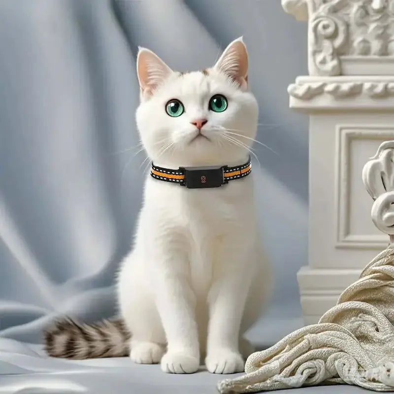 Collier GPS chat sans abonnement