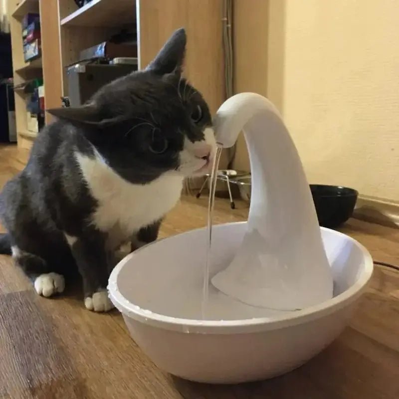 Chat qui boit au jet en col de cygne de la fontaine automatique pour chat Miautek