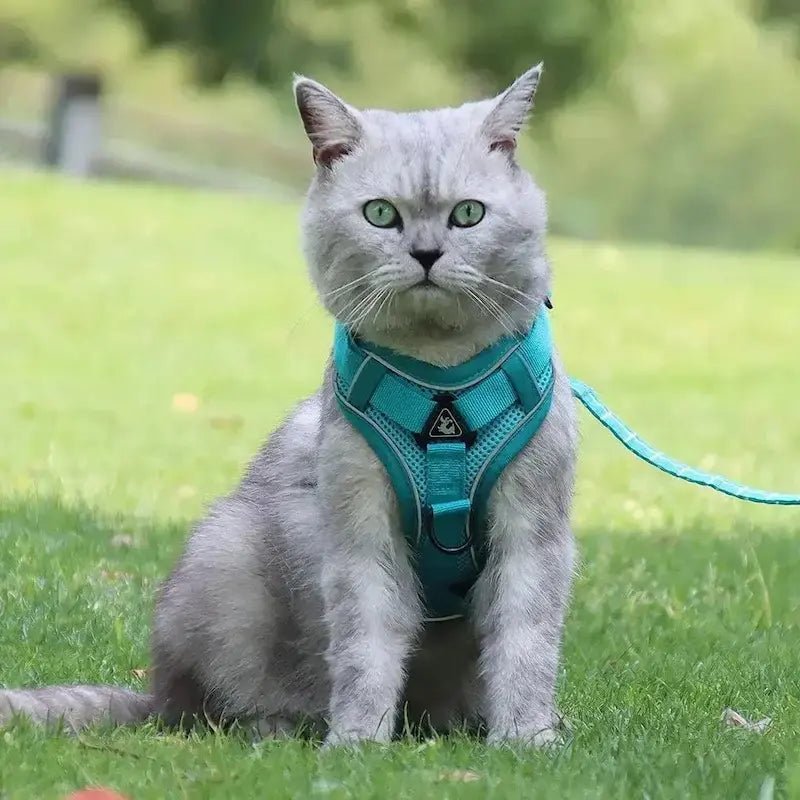 Harnais chat en Y - Anti-fugue sécurisé | CatSafe
