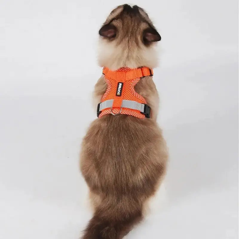 Harnais en nylon pour chat