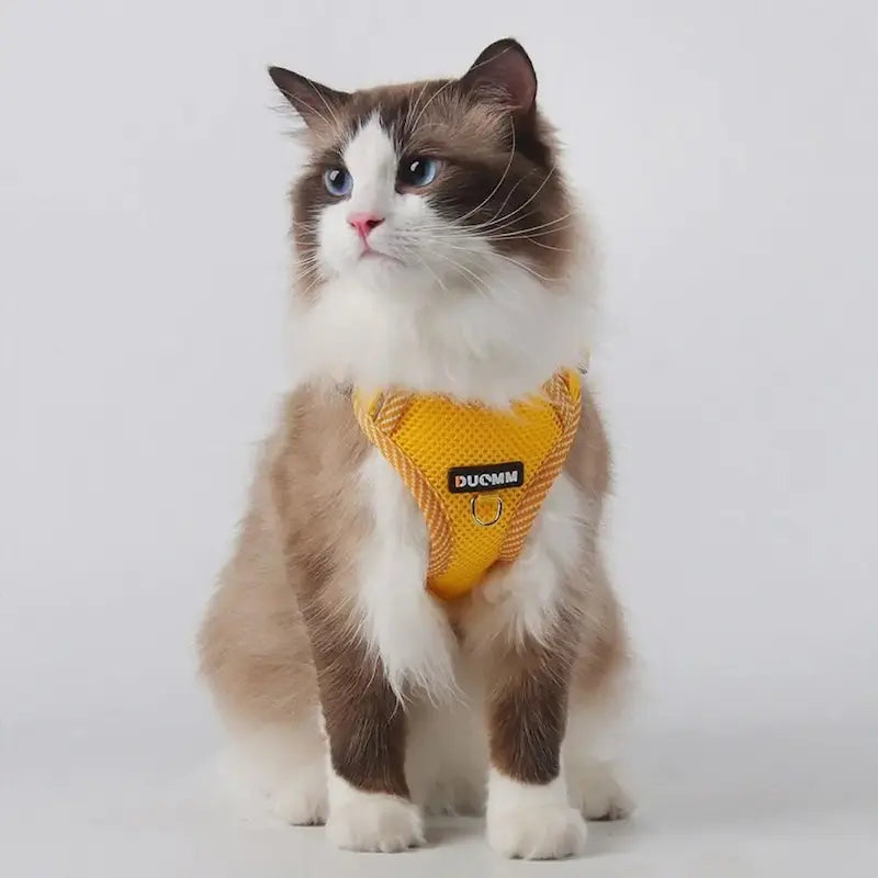 Harnais en nylon pour chat