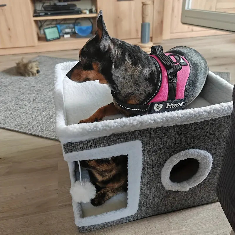 Maison cube pour chat
